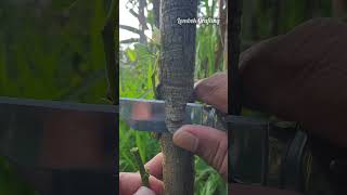 Grafting example grafting treeplant fruittree okulasi youtubeshorts fypシ゚viral shortfeed [upl. by Lleryt]