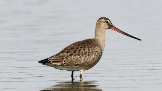 Hudsonian Godwit [upl. by Shelagh]