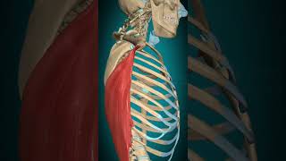 Latissimus dorsi muscle action Humerus Adduction anatomy muscle [upl. by Anyad]