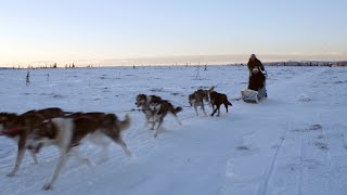 DOG SLED TRAINING WITH ALASKAN HUSKIES [upl. by Purpura]