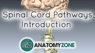 Spinal PathwaysTracts  Part 1  Introduction  Anatomy Tutorial [upl. by Peyton849]