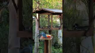 Comedouro para pássaros shortsyoutube pets birds nature [upl. by Merci]