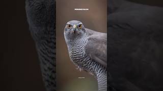 Peregrine falcon science sciencefacts [upl. by Ynattyrb668]