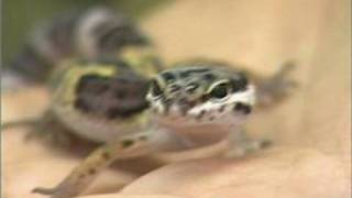 How to Care for a Leopard Gecko  Picking a Gecko [upl. by Dianna691]