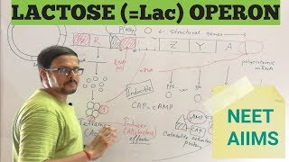 LAC OPERONLACTOSE OPERON Regulation of gene expression [upl. by Rather]