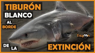 TIBURÓN BLANCO  Una Especie al Borde la Extinción [upl. by Island]