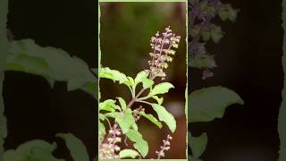 Tulsi Sacred Plant with Amazing Health Benefits 🌿 [upl. by Demetra]