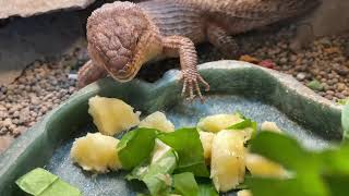 Gidgee Skinks Eating Mustard Greens and Banana [upl. by Garihc]