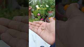 lobia plant from seed propagation youtubeshorts garden gardening subscribe plant views yt [upl. by Ha]