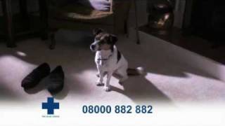 Blue Cross TV Advert  Dogs [upl. by Ellecrad]