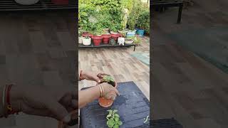 Ajwain plant hurb transplant from cuttings in pot terrace gardenplants hurb flowers [upl. by Abbotson]