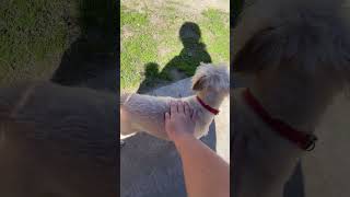 I petted a skittish dog yayyy [upl. by Colburn268]