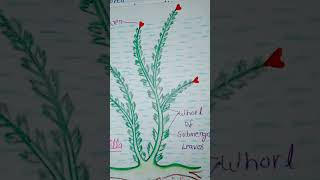 I draw Hydrilla diagram please subscribe me 🙏🙏🥺 [upl. by Earb]