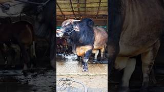 Hefty grey bull from Taz Cattle Ranch [upl. by Latnahs]