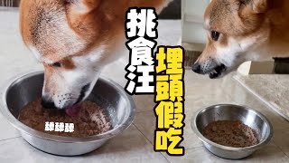 挑食米克斯上演假吃戲碼😆狂舔飯飯卻一點都沒下肚｜寵物動物｜狗狗｜精選影片 [upl. by Monia]