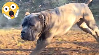 Is this CANE CORSO Pack AGGRESSIVE or DANGEROUS [upl. by Lud]