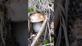 funghiporcini kingbolete edulis boletus белыегрибы 2024 steinpilze cèpes mushroomforaging [upl. by Ahsyad]