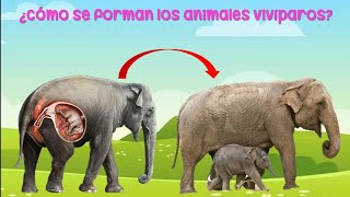 ¿Cómo nacen los animales animales ovíparos y vivíparos para niños [upl. by Lemon]