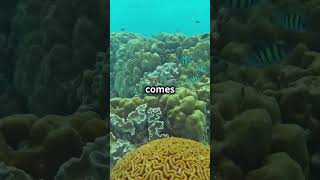 BRAIN CORAL shortvideo facts shorts shortfeed science scifi coral ocean sea marine [upl. by Bobbe]