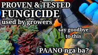 Fungicide for our Succulents amp Plants Part 2  Paano at kelan dapat magspray [upl. by Neit]