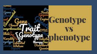 GENOTYPE VS PHENOTYPE [upl. by Lance]