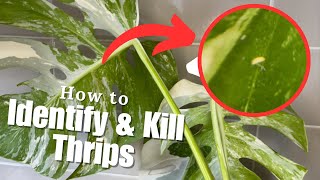 How to easily IDENTIFY amp KILL Thrips on House Plants [upl. by Glenna710]