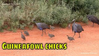 Vulturine Guineafowl With Chicks [upl. by Aicemed]