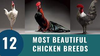 Top 12 Most Beautiful Chicken Breeds 2023 [upl. by Jorey538]