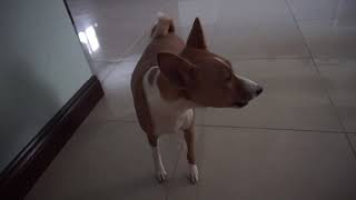 Basenji Howl [upl. by Watkin820]