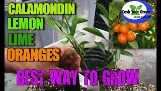 Best Way to Grow Calamondin Lemons Limes and Oranges  GROW CITRUS IN CONTAINERS [upl. by Nickola]