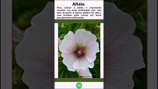 Altéia quotAlthaea officinalisquot shorts flores althaea dicasdecultivo [upl. by Notsob]