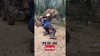 lifting oil palm fruit 80 kg [upl. by Ahsienek]