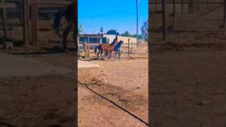 Boyz horsing around horse mustang ranchlife [upl. by Enihpesoj]