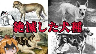 【滅亡】もうこの世に存在しない…絶滅した犬種6選 [upl. by Kalk]