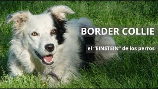 08 🐾 El BORDER COLLIE el EINSTEIN de los perros Quieroamiperro ❤️ [upl. by Virginie]