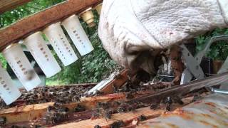 Abeilles Cellules royales placées sous protection [upl. by Yeleek544]