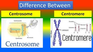 Difference Between Centrosome and Centromere [upl. by Kubis]