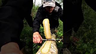 Tree bark removal tool🌲bushcraft survival survivaltips outdoors [upl. by Ynneh]