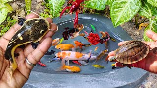 Catching fighting fish in the pond betta fish goldfish koi fish red tail catfishornamental fish [upl. by Eileen]