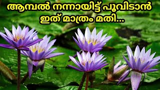 ആമ്പൽ നടുന്ന രീതിയും നന്നായി പൂവിടാൻ ചെയ്യേണ്ട വള പ്രയോഗവുംWater lily Water lily PlantationEp3 [upl. by Strade]