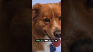 Dogs Unique Breathing Technique Explained shorts dog dogs trivia dogfacts dogtalk furry [upl. by Norac]