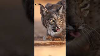 bobcats  Wild Cats [upl. by Beaston973]