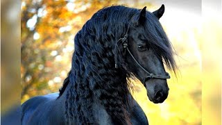 8 Most Beautiful Horses on Planet Earth [upl. by Ekeiram]