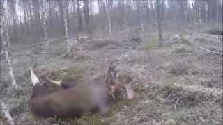 Hirvenmetsästys Jonkerissa Moose Hunting Älgjakt Finland [upl. by Quiteria445]