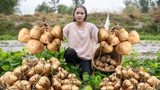 Video Full Harvesting JICAMA Harvesting PEANUTSMaking garden  Cooking [upl. by Kendry567]