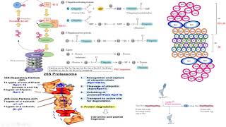 proteasome ubiquitin proteosoma biología molecular biology [upl. by Vikki]