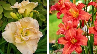 How to Plant Hemerocallis Summer Garden Guide [upl. by Gracia986]