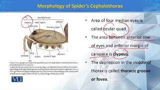 Morphology of spiders Cephalothorax  Principles of Systematics ZOO511TTopic139 [upl. by Marshall]