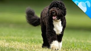 Portuguese Water Dogs Facts [upl. by Quillan]