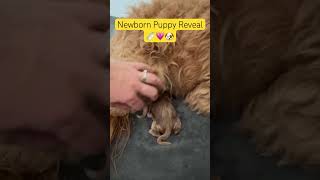 Brand New Goldendoodle Puppies puppy cute baby [upl. by Glenda]